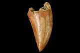 Serrated, Raptor Tooth - Real Dinosaur Tooth #160002-1